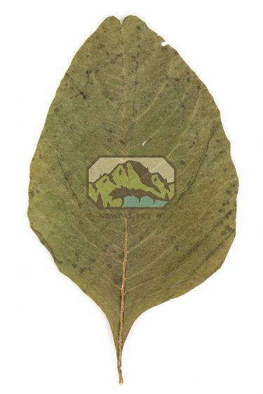 NewCal Pets NEWCAL NC-AL20 Feuilles d'amarante pq de 20