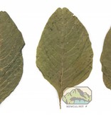 NewCal Pets Feuilles d'amarante pq de 20 - Amaranth Leaves