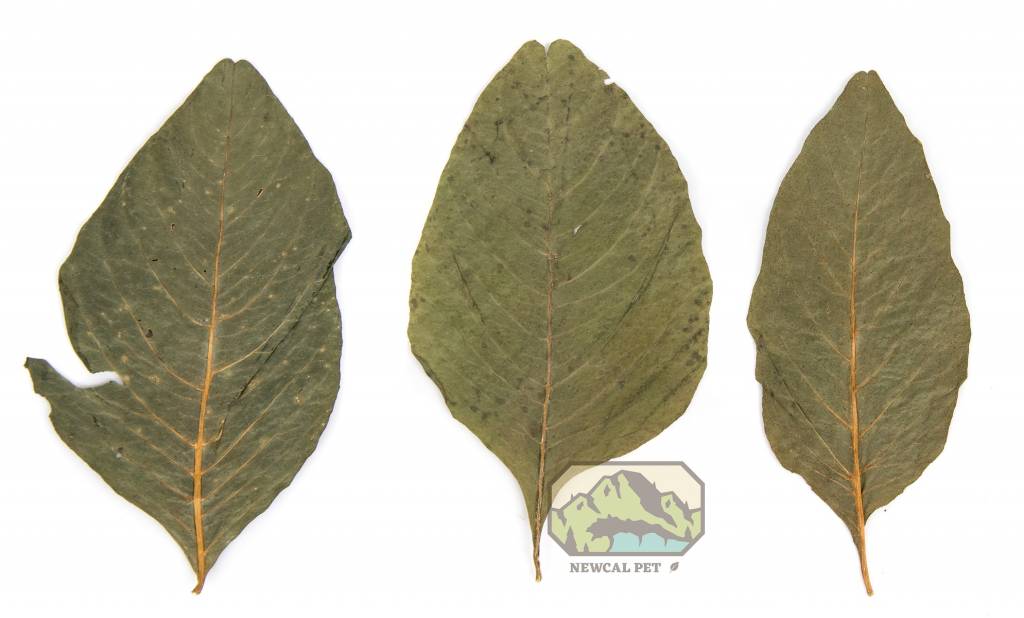 NewCal Pets NEWCAL NC-AL20 Feuilles d'amarante pq de 20