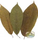 NewCal Pets NEWCAL NC-CL10 Feuille de mangue pq de 10