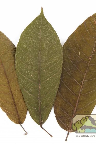 NewCal Pets NEWCAL NC-CL10 Feuille de mangue pq de 10