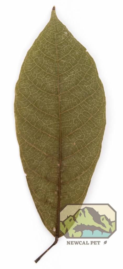 NewCal Pets Feuille de cacao pq.10/ Cocoa leaves pk10