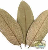 NewCal Pets Guava Leaves - 10 Pack