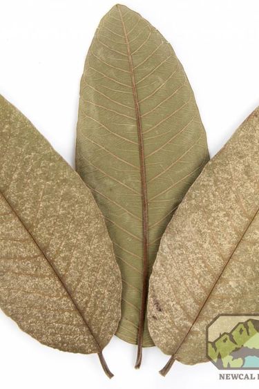 NewCal Pets NEWCAL NC-GL10 Feuilles de goyave pq de 10 / 4 à 7 po