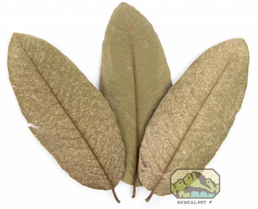 NewCal Pets Feuilles de goyave pq de 10 - Guava Leaves 10pk 4-7''