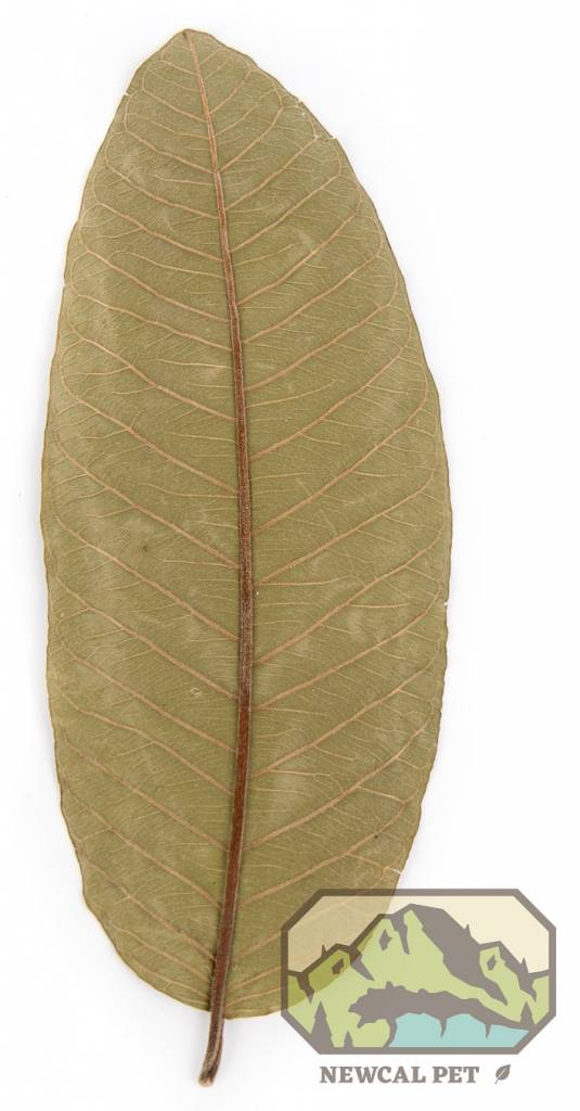 NewCal Pets Guava Leaves - 10 Pack