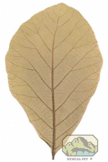 NewCal Pets Teak Leaves - 10 Pack