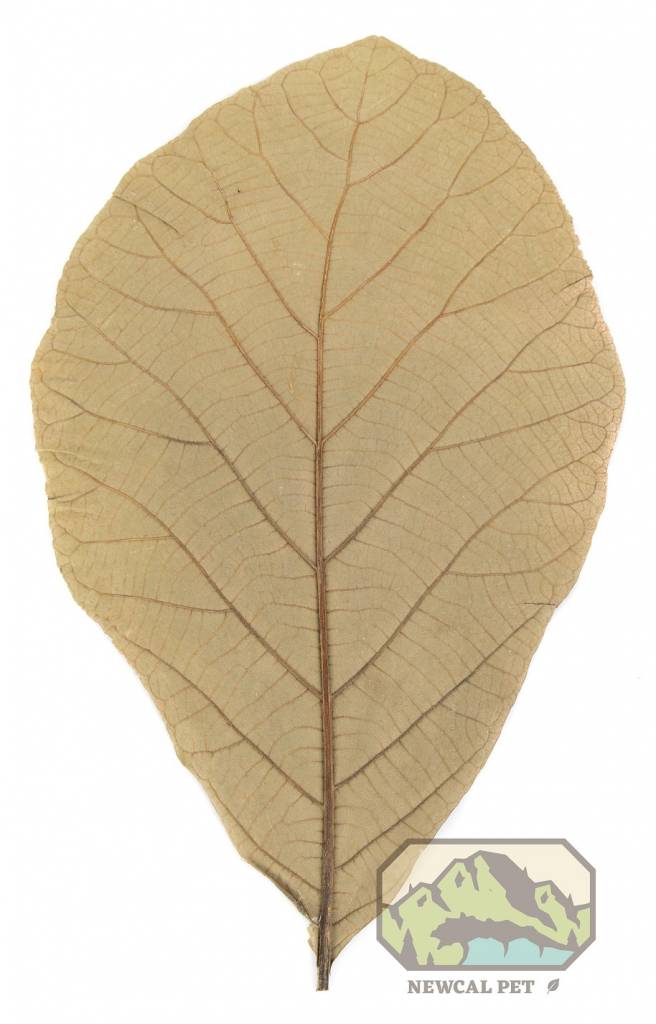 NewCal Pets Feuilles de teck pq de 10 - Teak Leaves