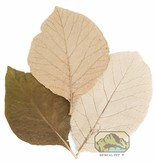 NewCal Pets Feuilles de teck pq de 10 - Teak Leaves