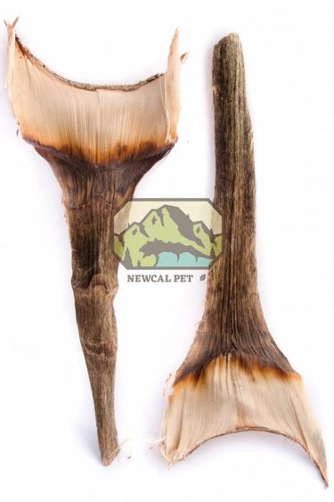 NewCal Pets NEWCAL NC-AN2 Feuilles d'agave pq de 2