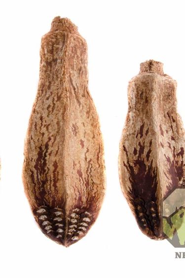 NewCal Pets NEWCAL NC-MP5P Cosses d'acajou pq de 5