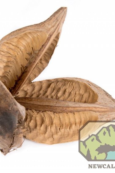 NewCal Pets NEWCAL NC-SF5 Cosse de sorocco