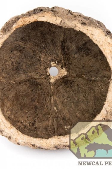 NewCal Pets NEWCAL NC-OP4 Cosse de noix d'ouriço