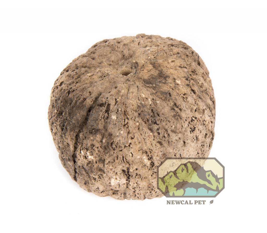 NewCal Pets Cosse de noix d'ouriço - Ourico Pod