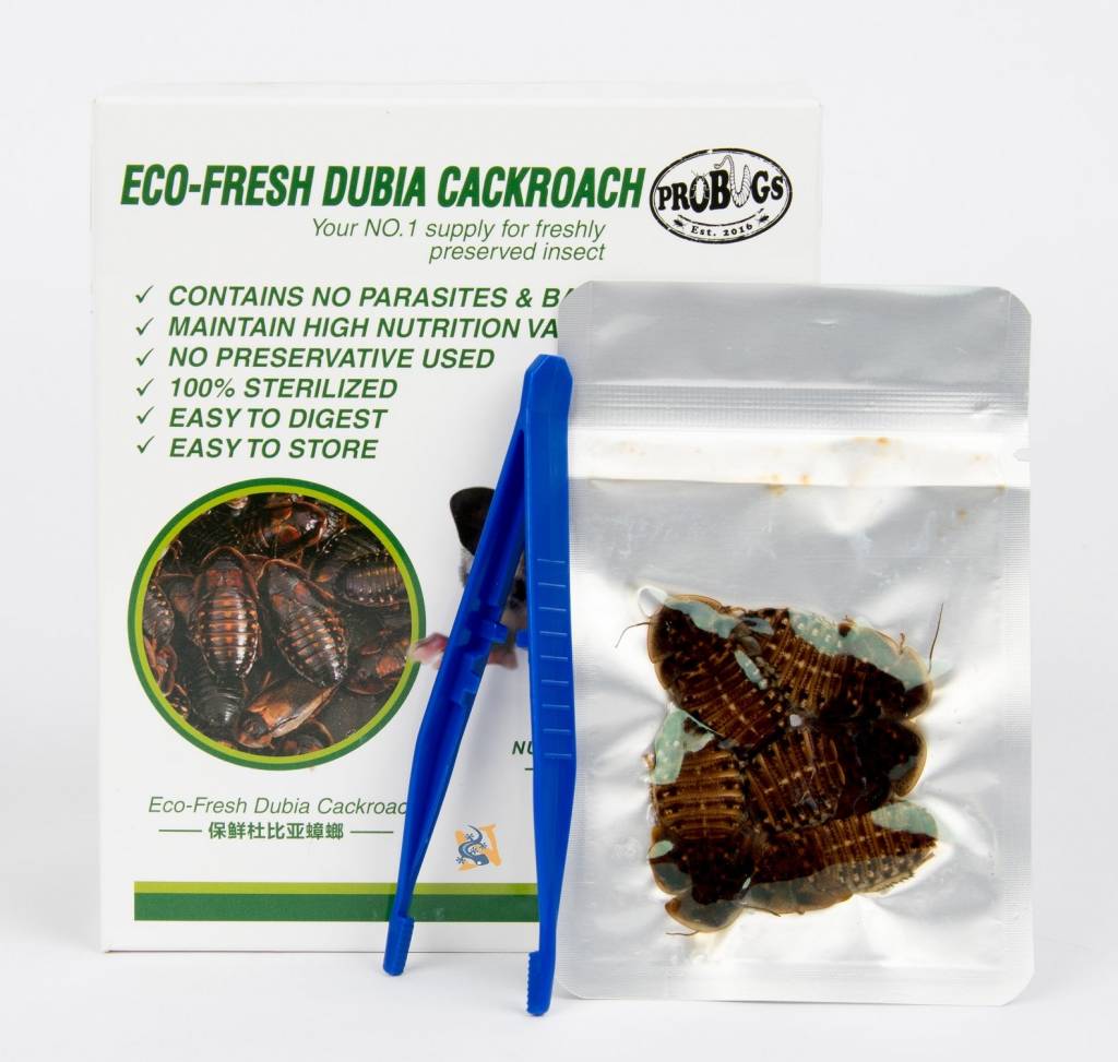 ProBugs Eco-Fresh Dubia Cockroach