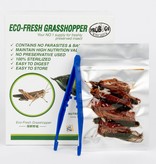 ProBugs Sauterelles Eco-Fresh Grasshopper