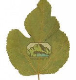 NewCal Pets NEWCAL NC-ML10 Feuilles de mûrier pd de 10