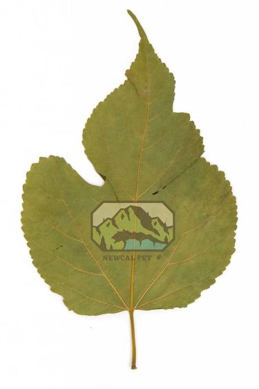 NewCal Pets Mulberry Leaves - 10 Pack