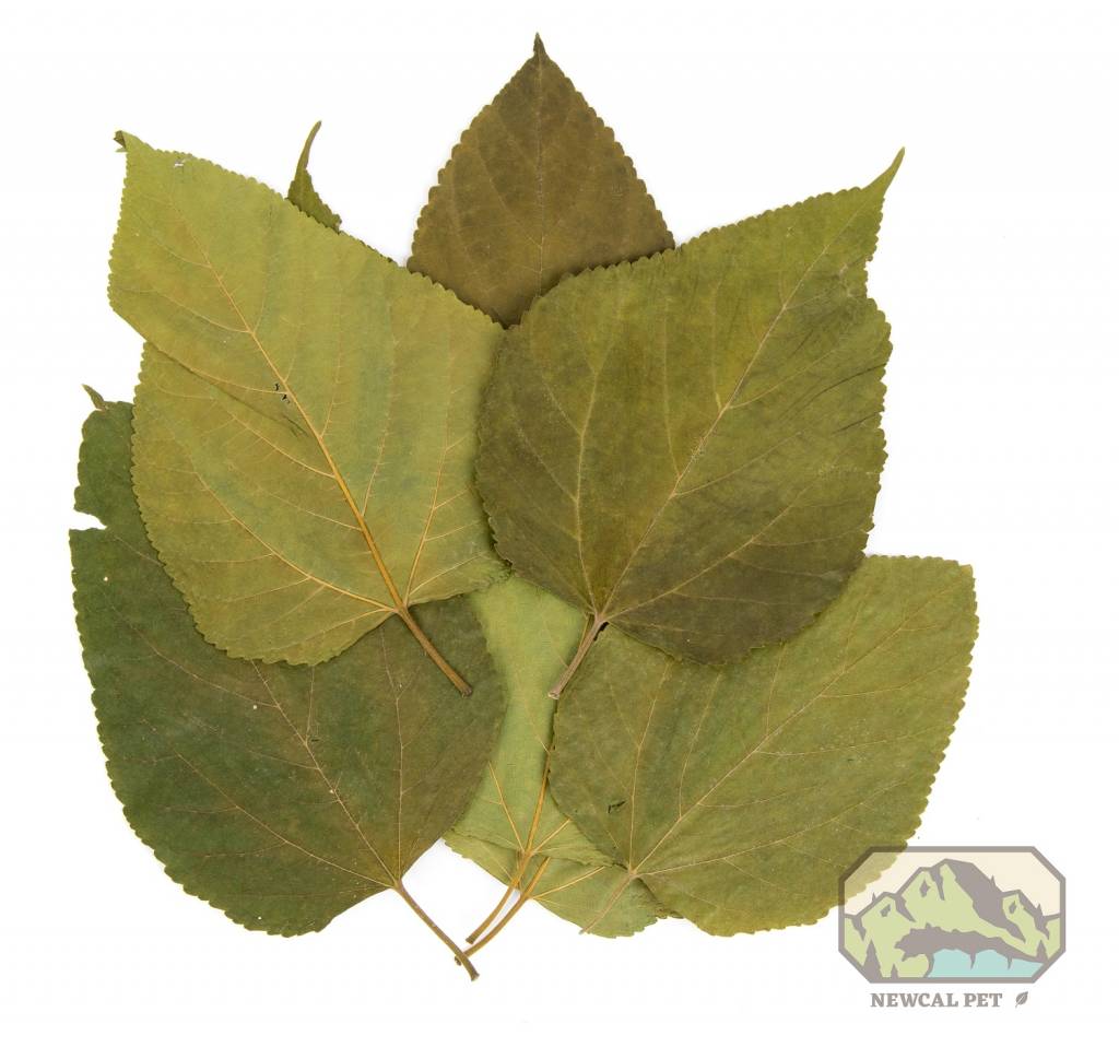 NewCal Pets Mulberry Leaves - 10 Pack