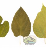 NewCal Pets Mulberry Leaves - 10 Pack