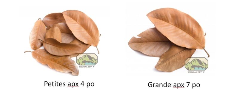NewCal Pets Sac de feuilles de magnolia/Magnolia Leaf Litter