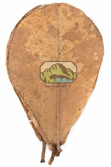 NewCal Pets NEWCAL Feuilles d'amande indienne Grade AAA pq de 10