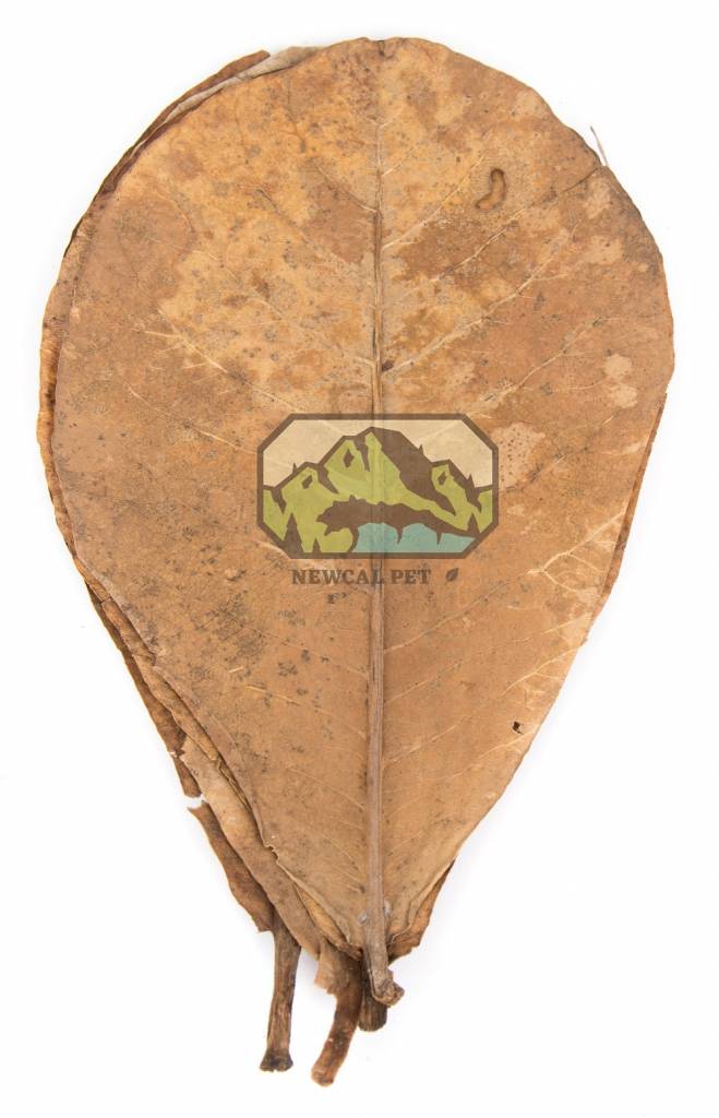 NewCal Pets NEWCAL Feuilles d'amande indienne Grade AAA pq de 10