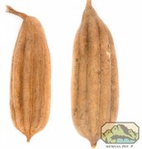 NewCal Pets NEWCAL NC-JP2P Cosse de jhinga pq de 2 / 4-6 po