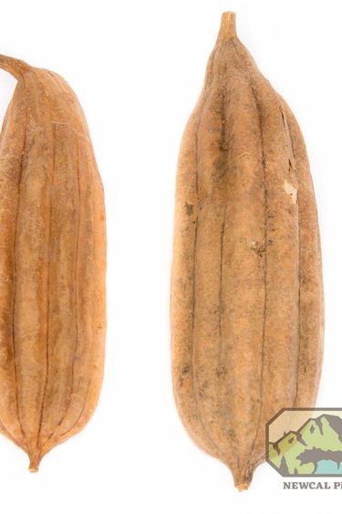 NewCal Pets NEWCAL NC-JP2P Cosse de jhinga pq de 2 / 4-6 po