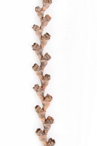 NewCal Pets NEWCAL Bâtons de buriti 16 po