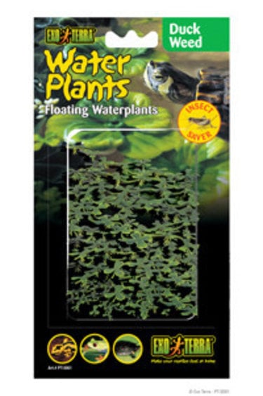 Exoterra EXO TERRA PT3061 Lentille d'eau flottante