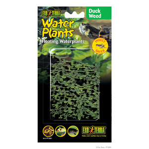 Exoterra EXO TERRA PT3061 Lentille d'eau flottante