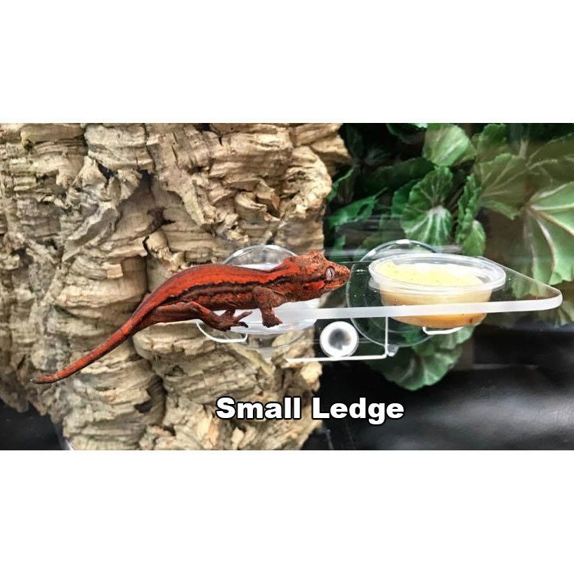 Pangea Coupe de rebord en acrylique à succion pour gecko - Acrylic Gecko Ledge (Suction Cup)