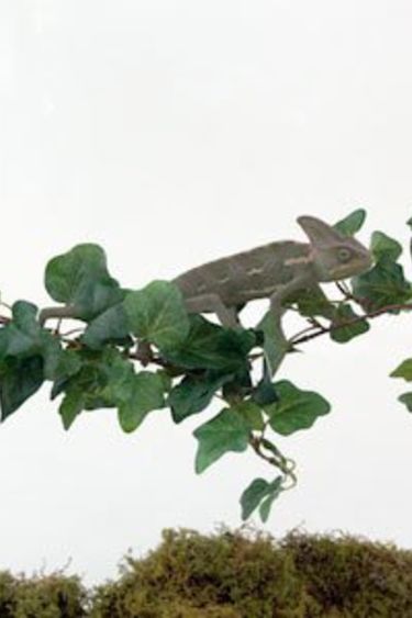 Pet-Tekk PET-TEKK PT-1412 Pont de vigne de la Jungle