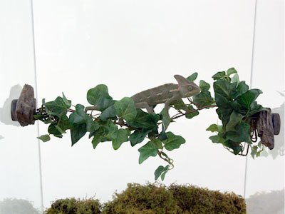 Pet-Tekk PET-TEKK PT-1412 Pont de vigne de la Jungle