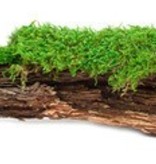 Galapagos GALAPAGOS GA-05276 Mousse Naturel d'écorce de prunier 12 - 15" de long