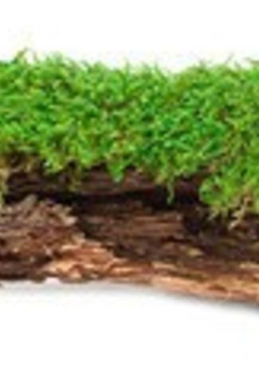 Galapagos GALAPAGOS GA-05276 Mousse Naturel d'écorce de prunier 12 - 15" de long