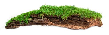 Galapagos Basking Bark Moss 12" - 15"