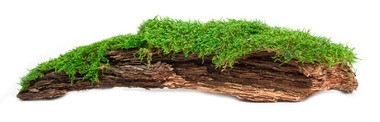Galapagos Mousse Naturel 12 - 15" de long/Basking Bark  Moss