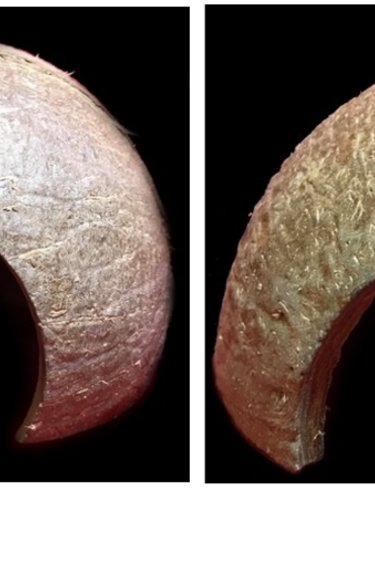 All things reptile ATR Cachette de noix de coco