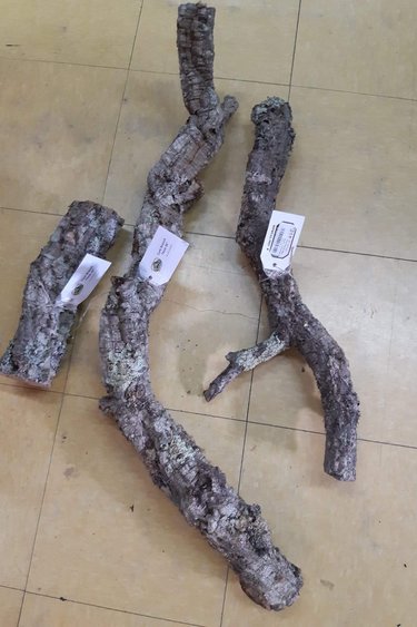 NewCal Pets NEWCAL Branche d'écorce épaisse