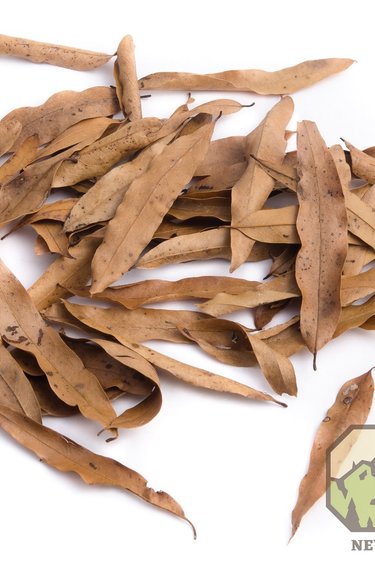 NewCal Pets Feuilles à chêne de saule - Willow oak leaf litter