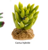 Aqua Globe Cactus Aqua Globe