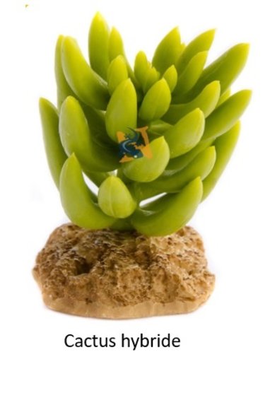 Aqua Globe Aqua Globe Cactus