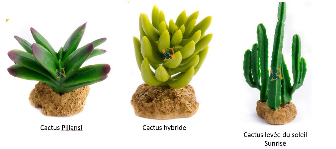 Aqua Globe AQUAGLOBE Cactus Aqua Globe