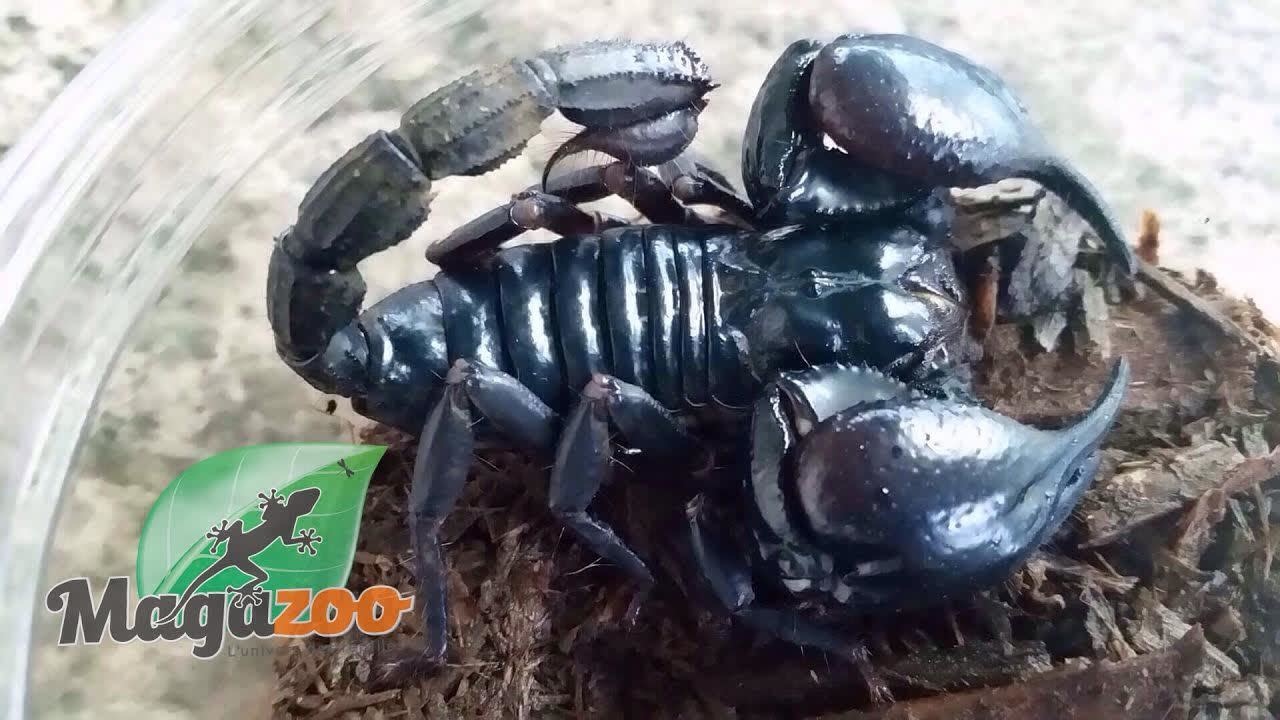 Scorpion Noir D Asie Femelle Magazoo L Univers Des Reptiles
