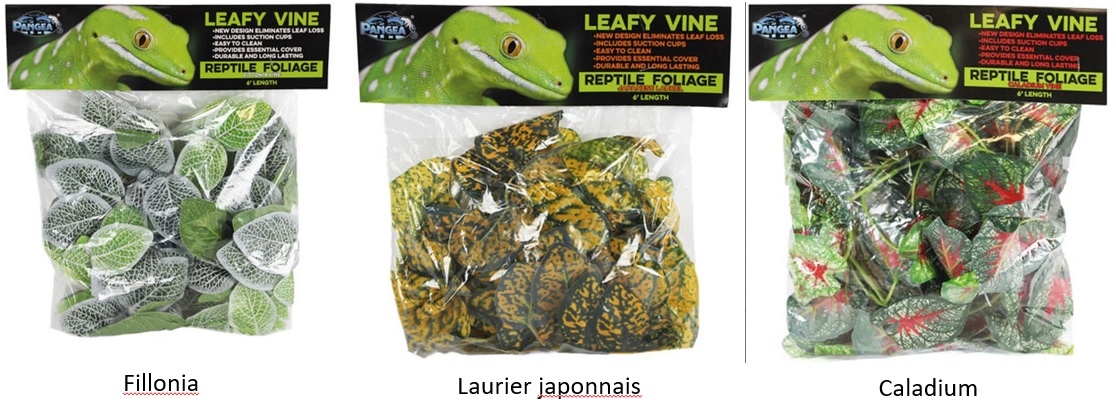 Pangea PANGEA Vigne feuillue Pangea 6'