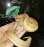 Magazoo Ball python Banana Genetic Stripe Het Enhancer Male