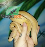 Magazoo Ball python Banana Genetic Stripe Het Enhancer Male