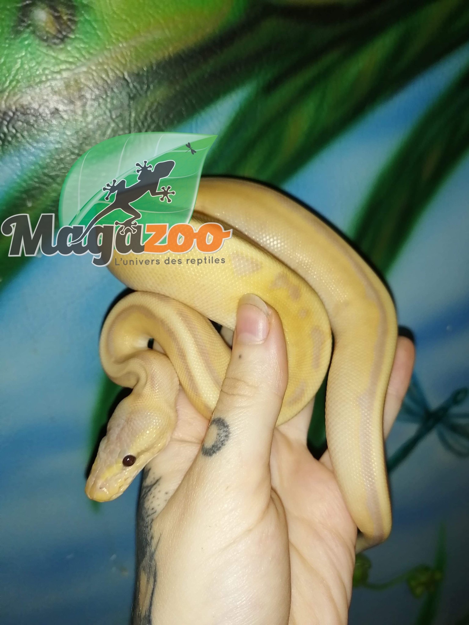 Magazoo Ball python Banana Genetic Stripe Het Enhancer Male